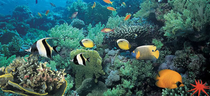 亚龙湾海底世界,中国最迷人的海湾，更有诱人美食【114票务网】