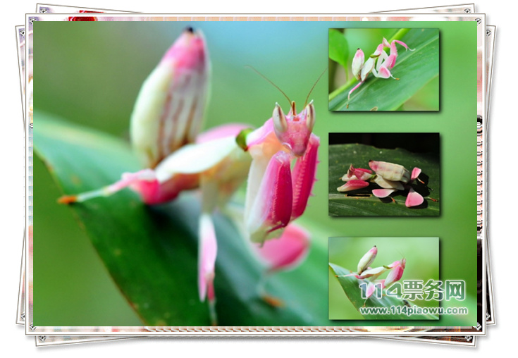 中国科学院西双版纳热带植物园---兰花螳螂